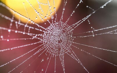 L'école s'obstine à enseigner ce que le réseau fait mieux